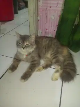 Kucing persia betina 6 bulan