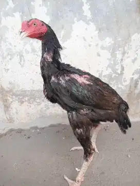 Ayam Bangkok x Mangon