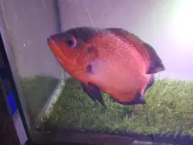 Ikan Oscar Paris tembaga