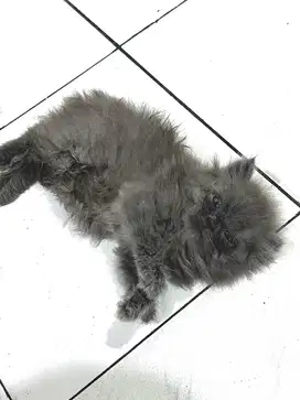 LA kucing Anggora & Persia Ninja Jum'at 06, Juni 2025
