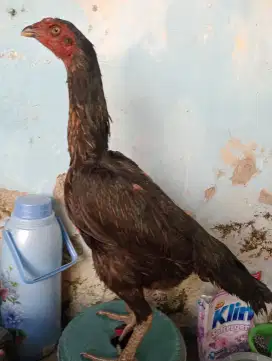 Ayam Mangon Silangan Ganoi