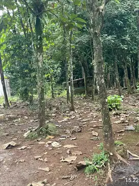 TANAH KAMPUNG COCOK UNTUK INVESTASI HUNIAN DAN USAHA