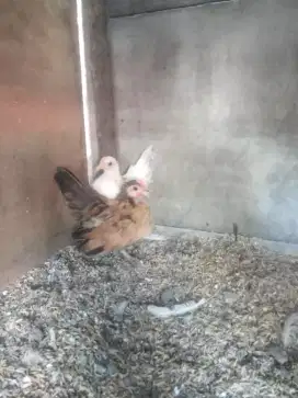 Ayam Serama anakan
