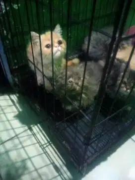 Persia flatnose