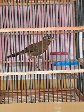 Wambie muda hutan aman voer garansi jantan