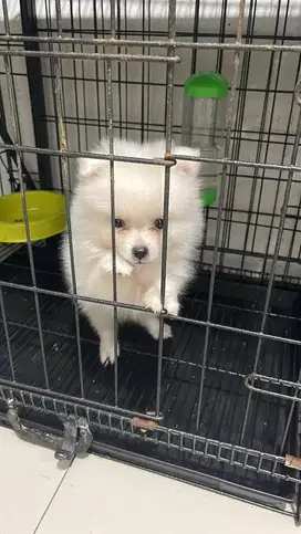 Super minipom jantan white