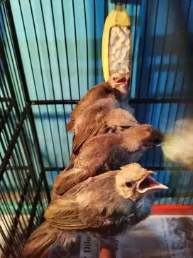 Anakan Cucakrowo mandirian jantan/betina ready