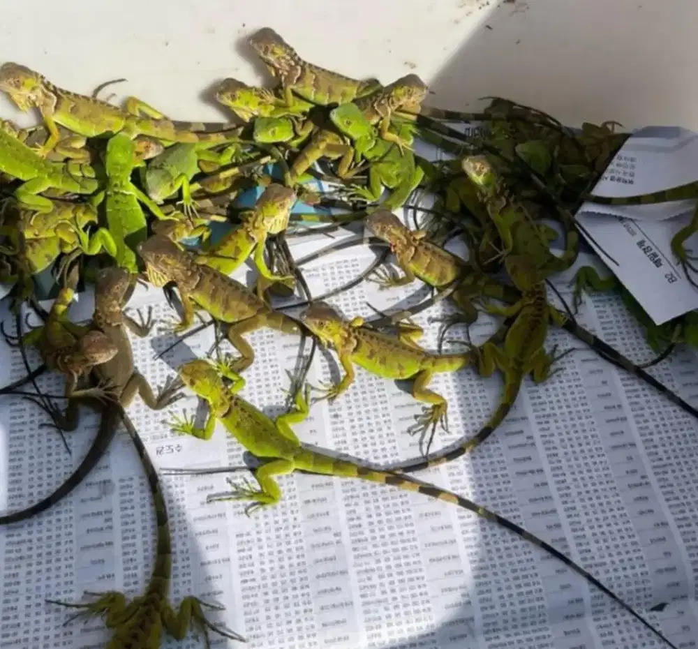 Red iguana baby