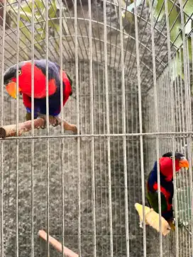 P4ltem sepasang siap produksi