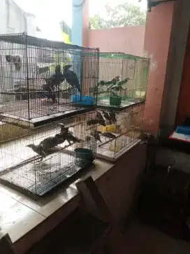 Burunglbeonias muda MH