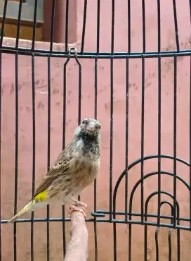 Blackthroath jantan gacor