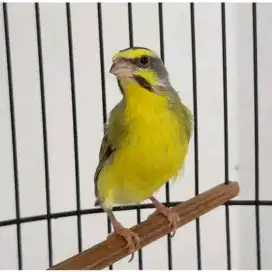 Mozambik jantan gacor