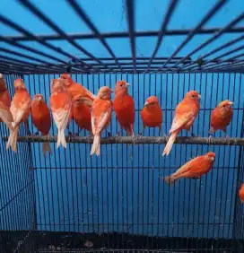 Paud kenari merlok usia 5bln jantan/betina ready