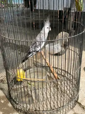 Falk wf pearl betina siapan usia 1thn