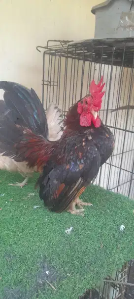 Jual ayam serama grade B 1pasang lok.parung