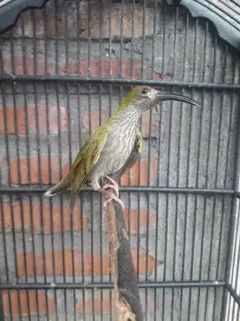 Burung masteran pijantung gunung