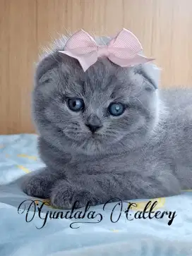 KUCING SCOTTISH FOLD