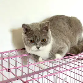 Kucing british shorthair bsh british short hair