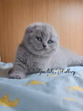 KUCING SCOTTISH FOLD BETINA