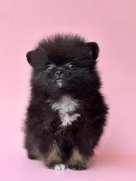 Jual minipom black