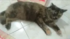 Kucing Betina Persia Medium Slesai kawin