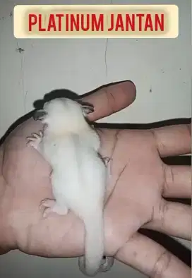 sugar glider platinum jantan 1bln