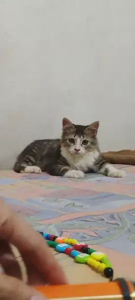 Kitten jantan 3 bulan gratis adopt