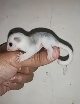 sugar glider platmoz joy jantan 1bln