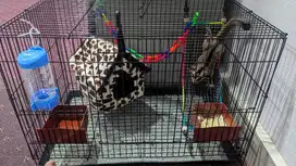 Sugar Glider White Face Dewasa Plus Paket Kandang Lengkap