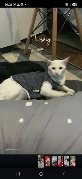 Di Jual  Peranakan Kucing Persia