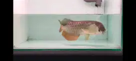 Arwana golden red ITL -+38-40cm
