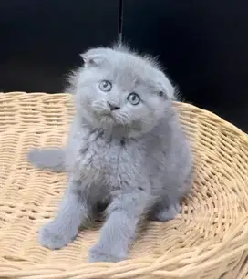 Kitten BSH induk fold