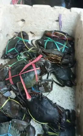 Kepiting hidup STI (Setengah isi) sekilo isi 3-4-5