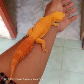 Jual gecko sunglow istimewa