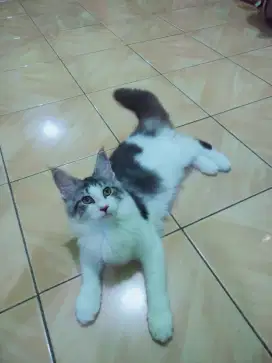 Kucing mainecon betina