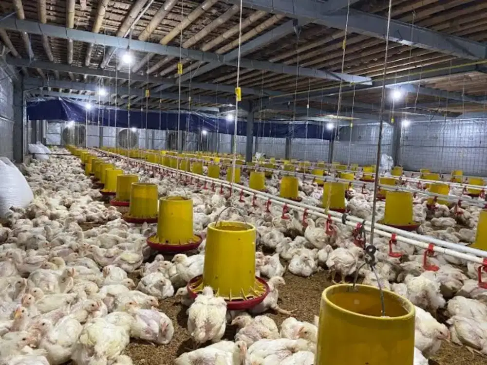 Dibutuhkan pengawasan kandang ayam