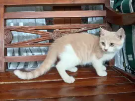 Bsh jantan, mix 4 bln.