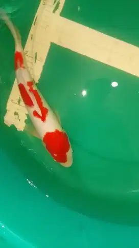 Ikan koi jenis Kohaku 36cm warna merah pola original