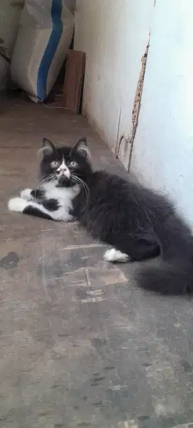 Kitten flatnos Batman jantan 3 bulan
