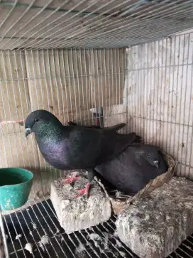 Mangsen indukan