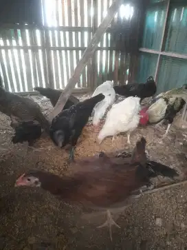 JUAL AYAM KAMPUNG