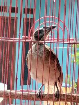 Cucak timur burja