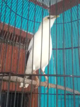 JALAK GARIS KUNING 1 JUTA HARIAN LUMAYAN BRISIK