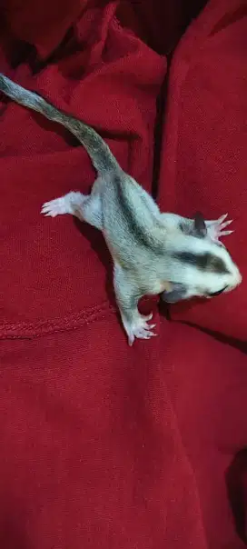 Sugar Glider white face
