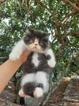 KITTEN JANTAN EXOTIC SHORTHAIR