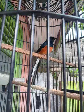 Burung Murai Gacor