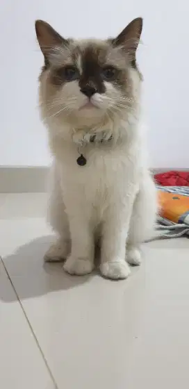 Lepas adop kucing Ragdoll
