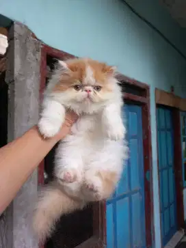 KITTEN JANTAN PEAKNOSE LONGHAIR
