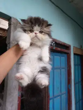 KITTEN BETINA PEAKNOSE LONGHAIR