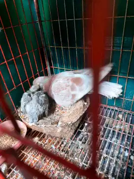 Merpati cowoan duda